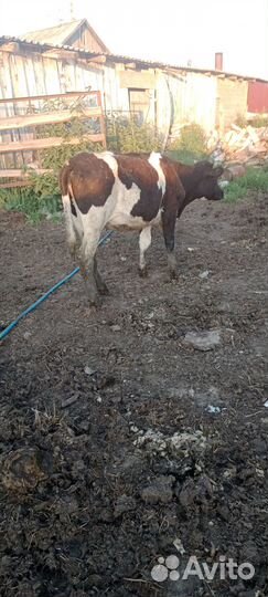 Бык и телка