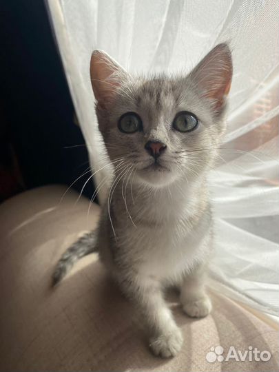 Котенок мальчик бесплатно