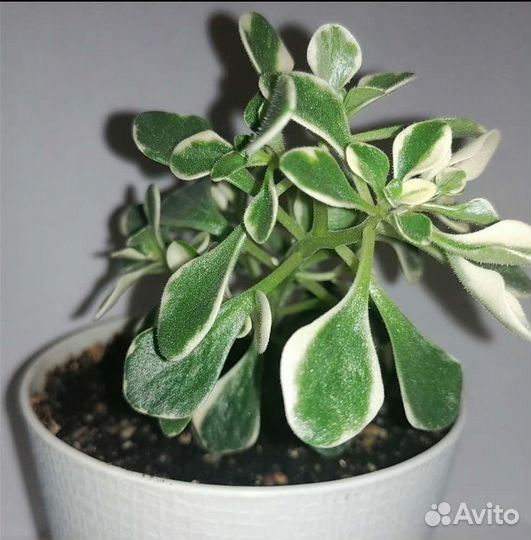 Аихризон вариегатный