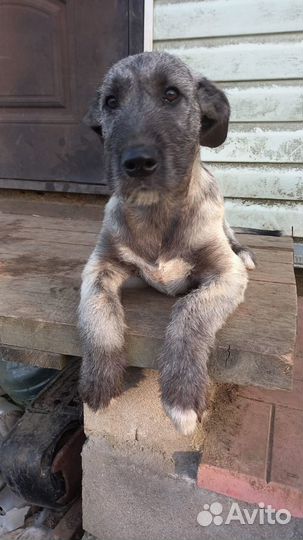 Щенки Ирландского волкодава