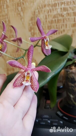 Орхидея фаленопсис.Азия