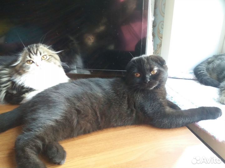 Мраморные шотланские котята