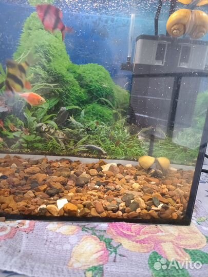 Аквариум с рыбками