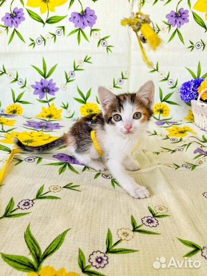 Трехцветный котенок