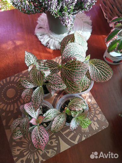 Фиттония и фикус пумила уайт санни