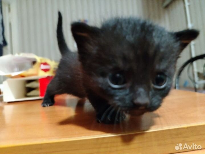 Кошки в добрые руки бесплатно