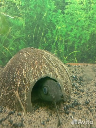 Синодонтис