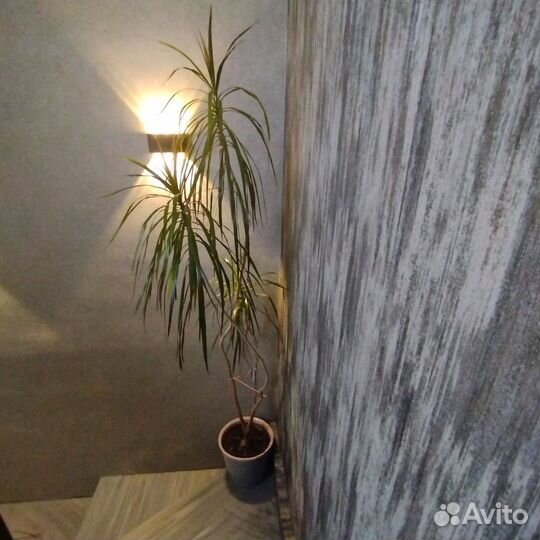 Пальма драцена