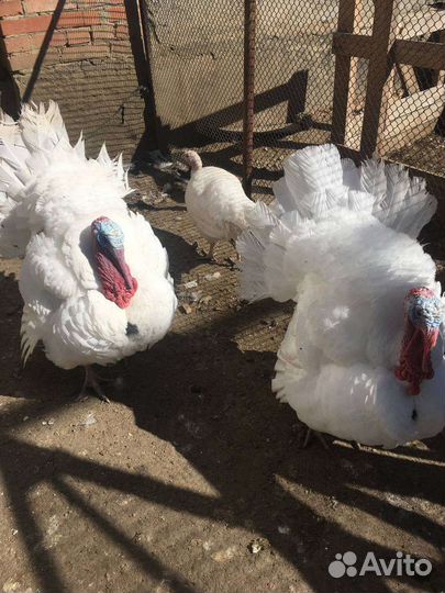 Инкубационное яйцо индейки