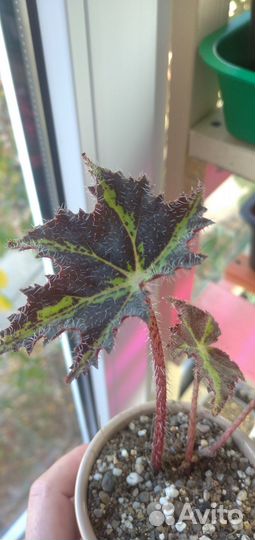 Комнатные растения