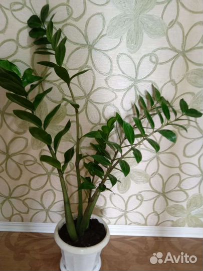 Замиокулькас