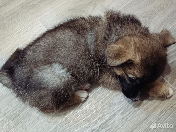 Маленький щенок