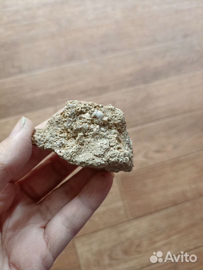 Окаменелости членики лилии 320 млн лет