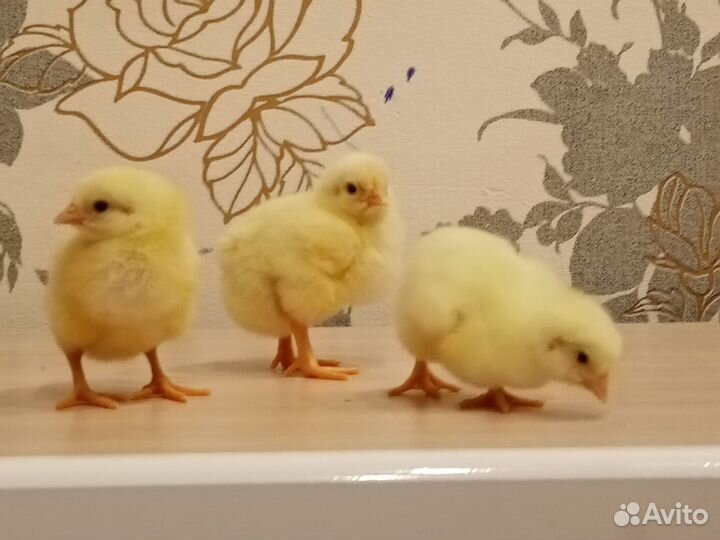 Цыплята бройлеры суточные