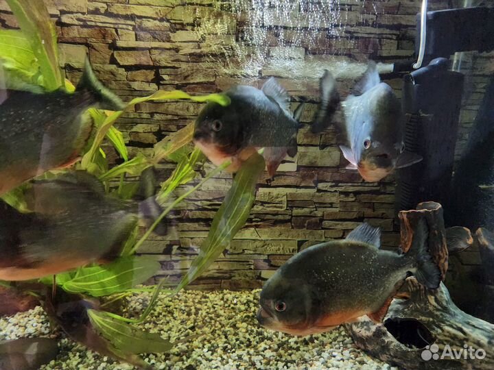 Пираньи Натерера