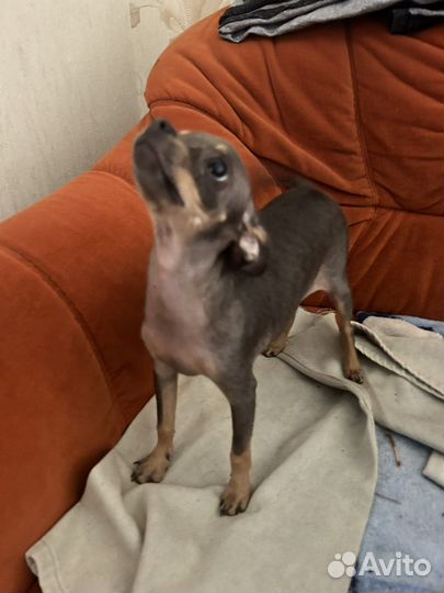 Мини той-терьер