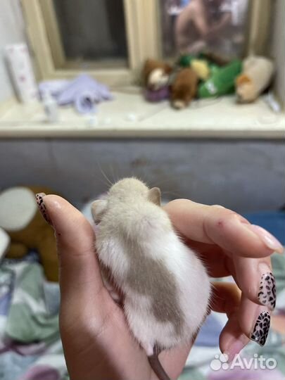 Крыса дамбо