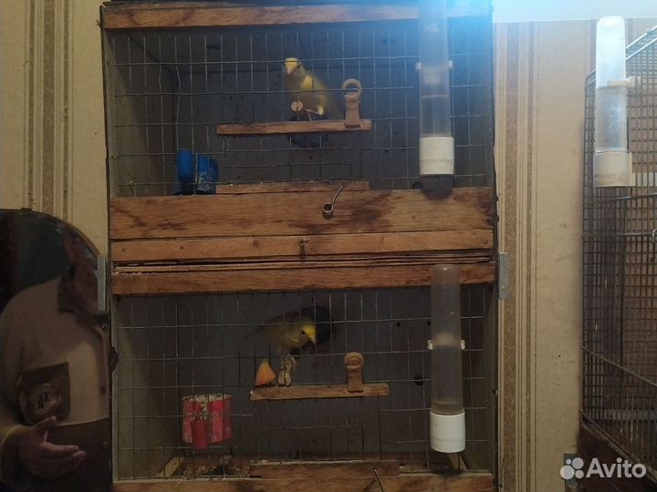 Кеноры самцы