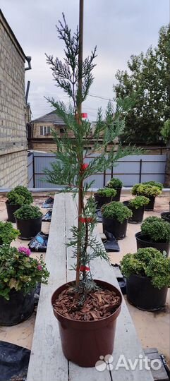 Купрессоципарис Лейланда,Можжевельник Олд Голд.туя