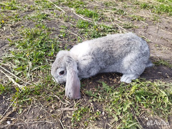 Кролики мясных пород