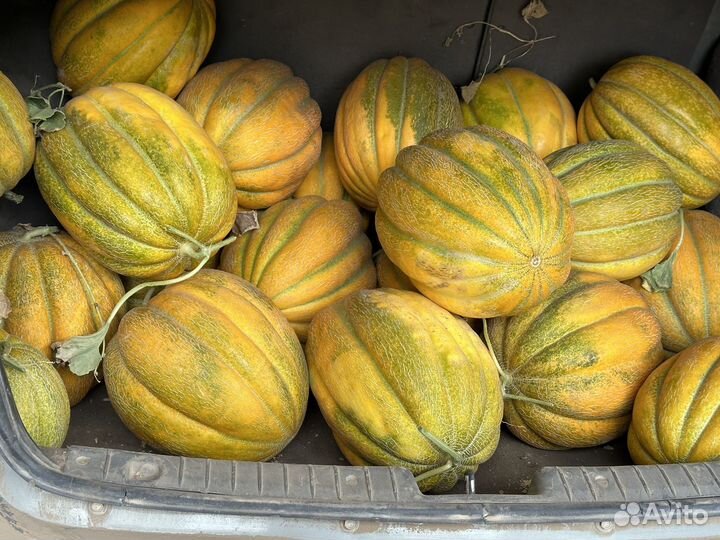 Дыня оптом Ставропольский край