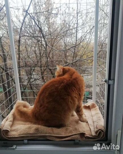 Балкон для кошек