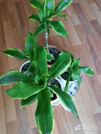 Драцена душистая