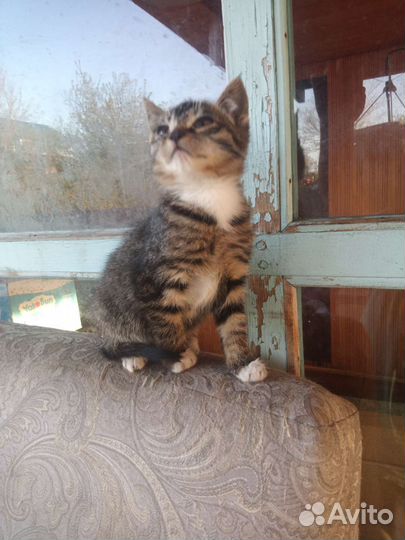Кошка в дар
