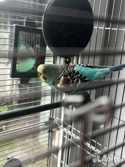 Попугай девочка бесплатно