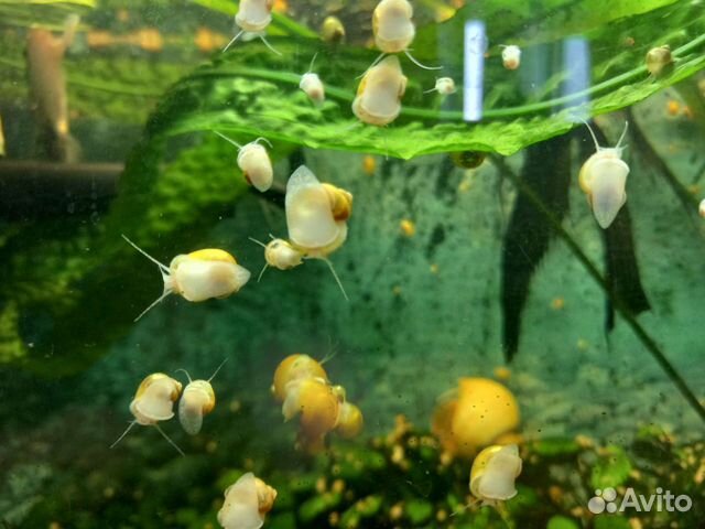 Ампулярий бесплатно