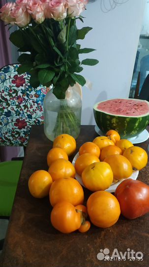 Рассада помидор