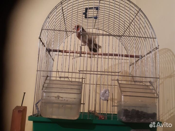 Птица щегол