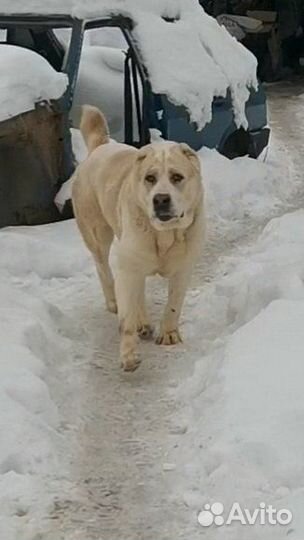 Среднеазиатская овчарка алабай щенки