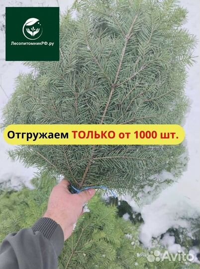 Пихтовый веник опт