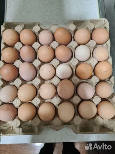 Мясо домашнего броллера