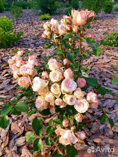 Мульча кора лиственницы
