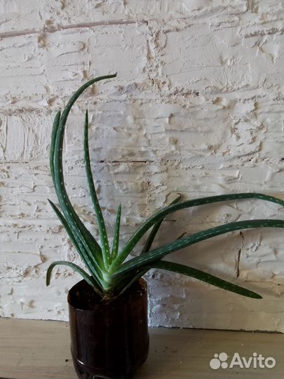 Комнатные растения цветы