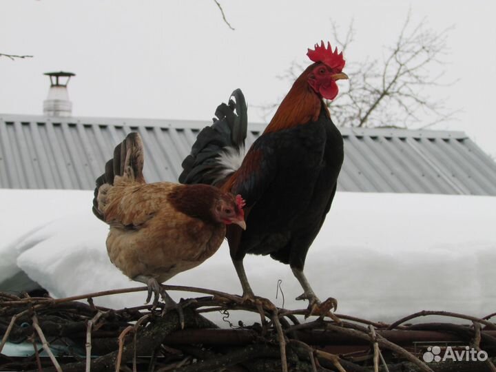 Петухи \ бентамка \