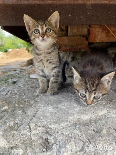 Кошка в дар