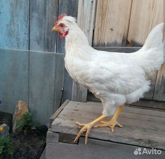 Куры петухи