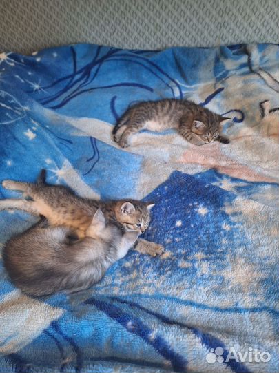 Отдам котят