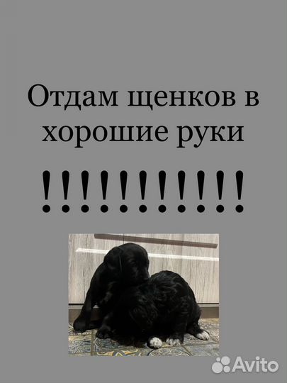 Щенки в добрые руки