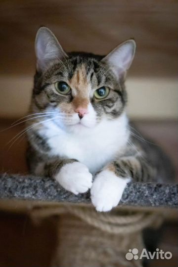 Кошка