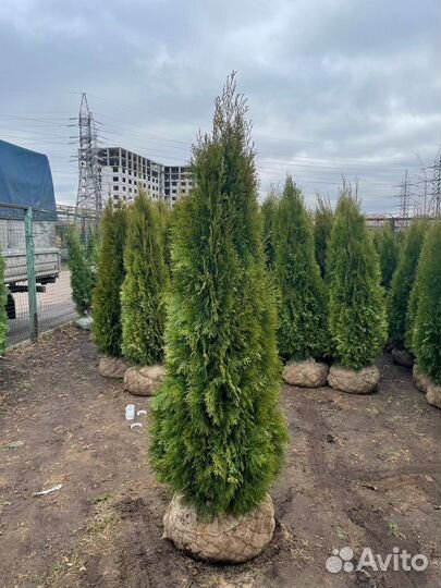 Туя смарагд из питомника100-120см