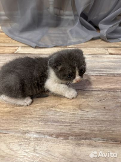 Котята бесплатно