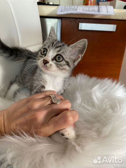 Котенок мальчик очаровательный в добрые руки