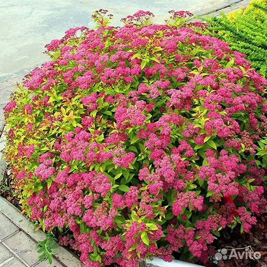 Спиреи: Голд Флейм (Goldflame),Кантонская ланцеата