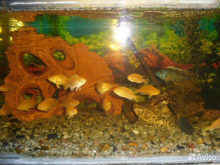 Аквариумные рыбки