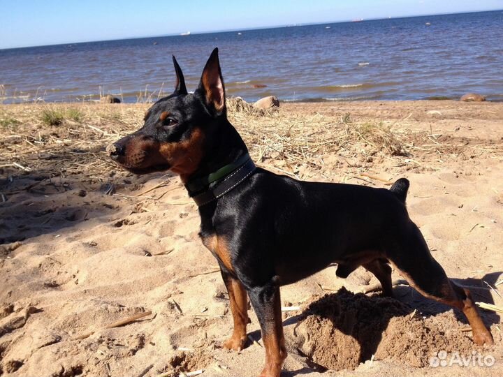 Вязка цвергпинчер