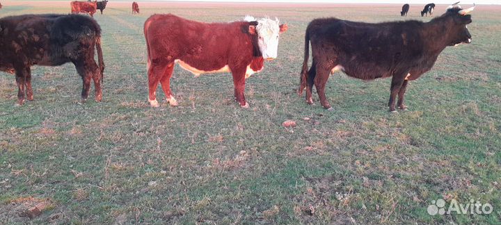 Быки на племя